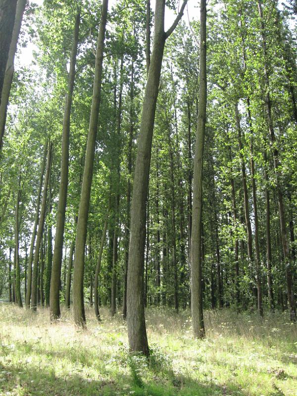 30_DF-51298_proefkwekerij van het Instituut voor Natuur en Bosonderzoek.jpg